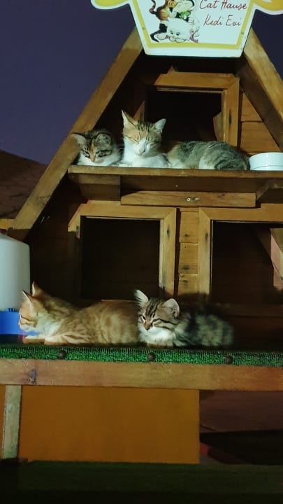 Sonstiges Asteria Family Belek