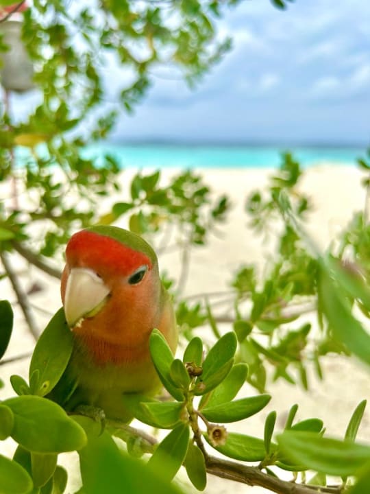 Strand Adaaran Select Meedhupparu Island Resort - Premium All Inclusive