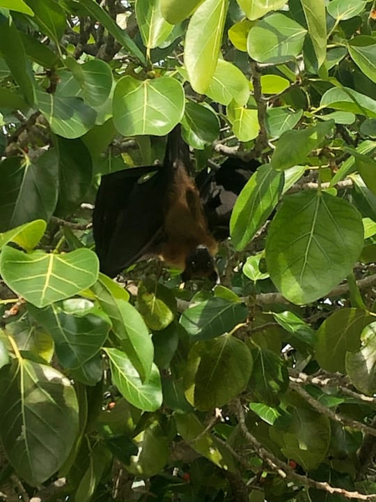 Gartenanlage Adaaran Select Meedhupparu Island Resort - Premium All Inclusive