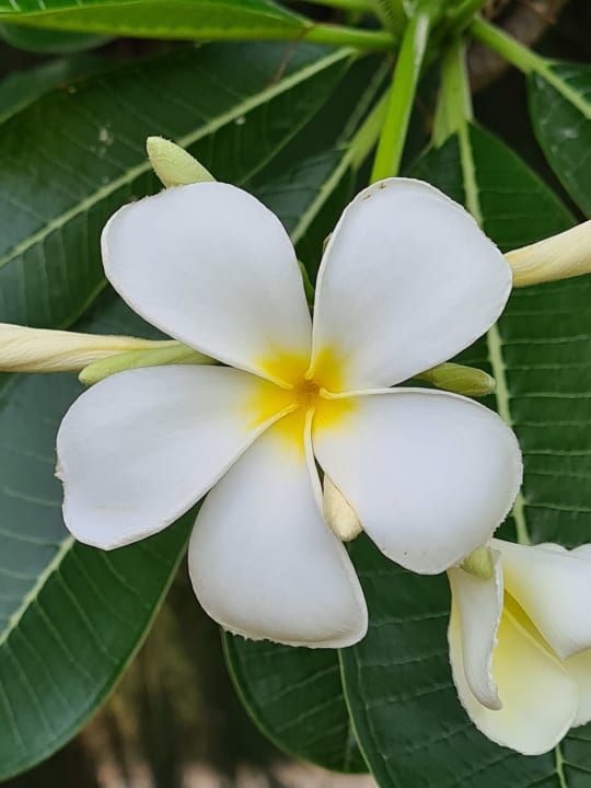 Gartenanlage Adaaran Select Hudhuran Fushi - Premium All Inclusive