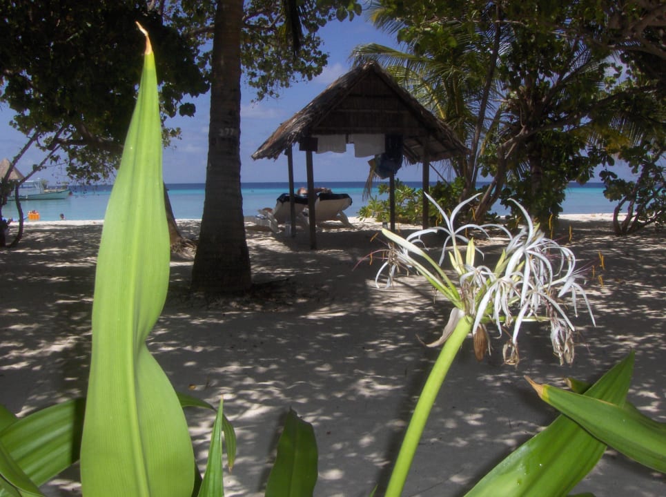 Strand Summer Island Maldives