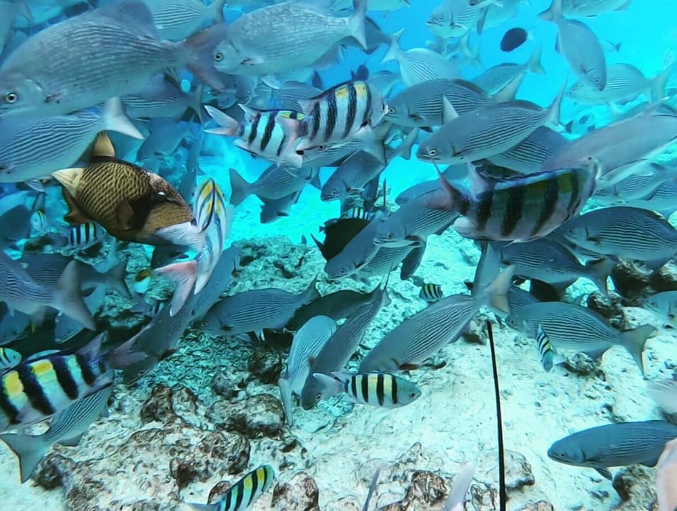 Sport & Freizeit Kihaa Maldives