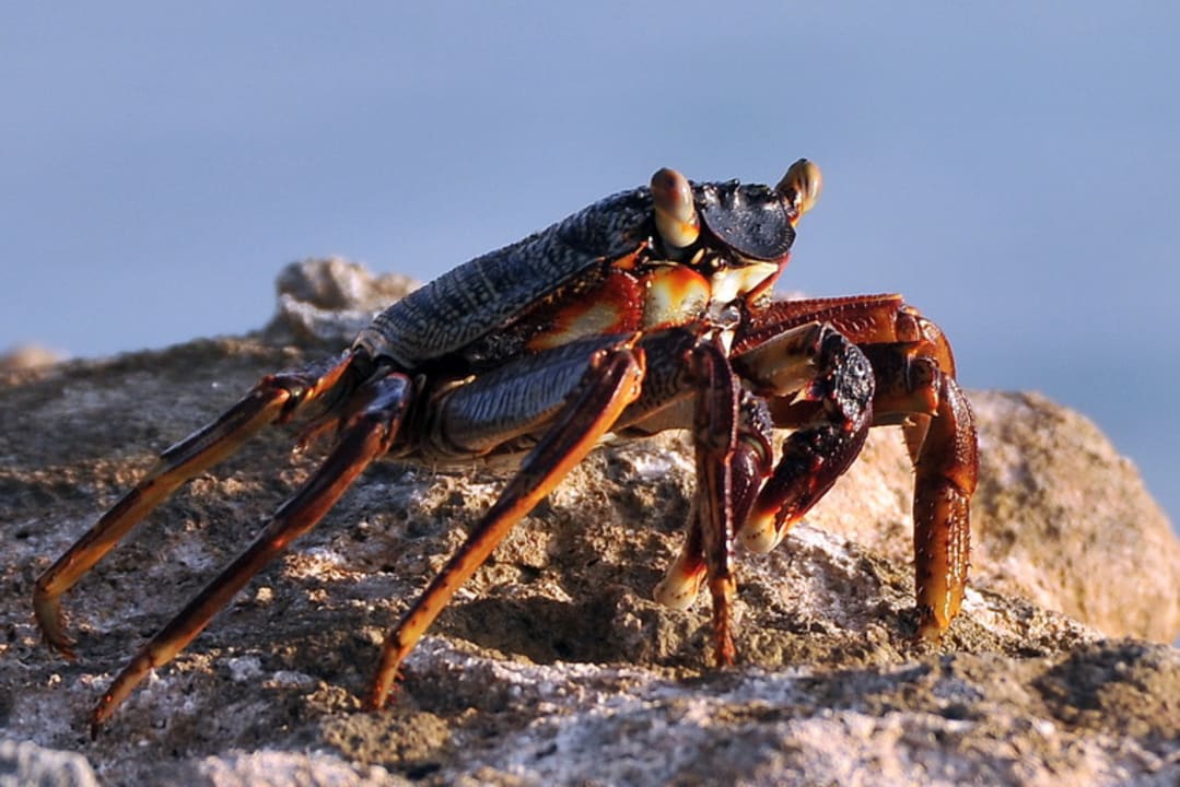 Strand Summer Island Maldives