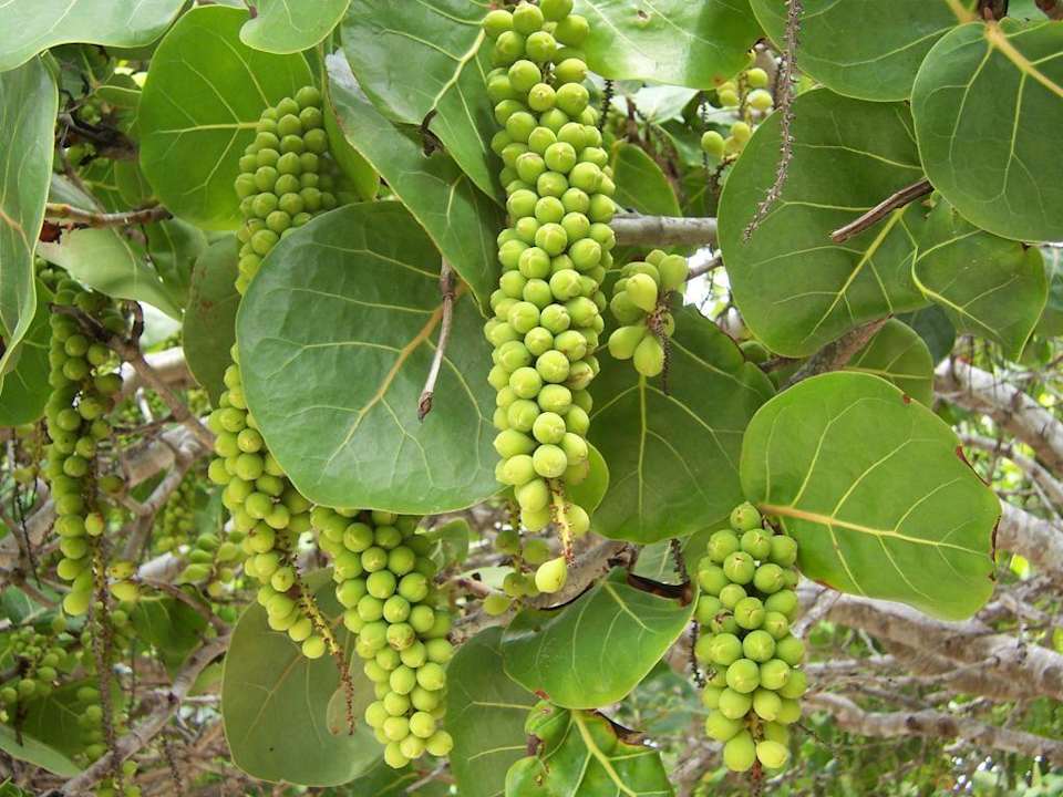 What´s that? Muthu Playa Varadero