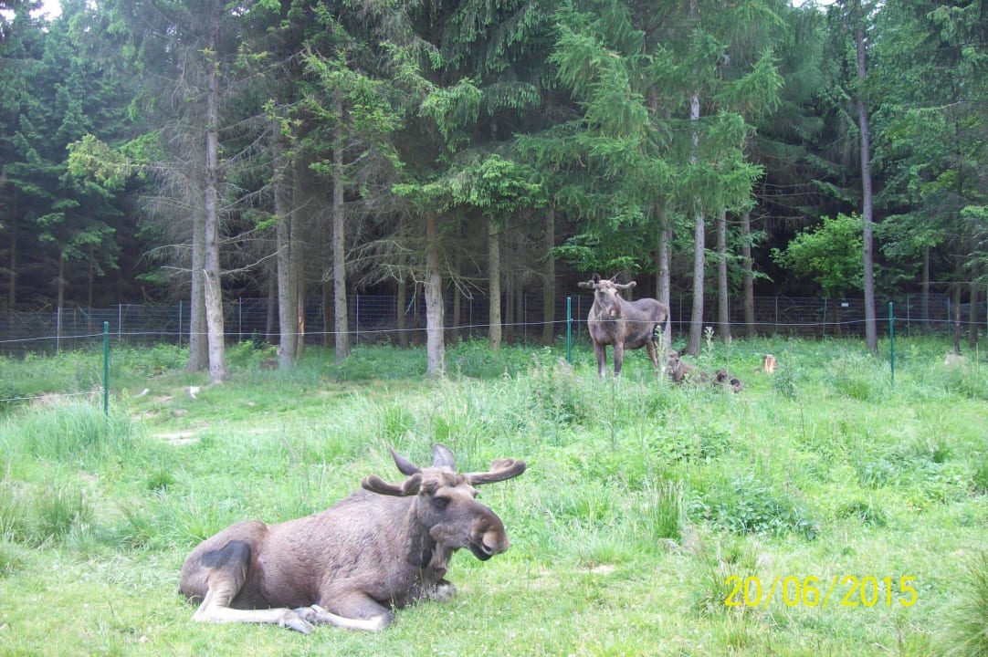 Haustiere Hotel Ferienpark Merkelbach
