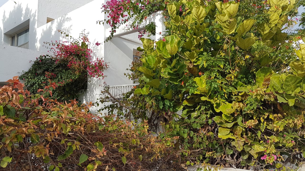 Sonstiges The Orangers Beach Resort and Bungalows