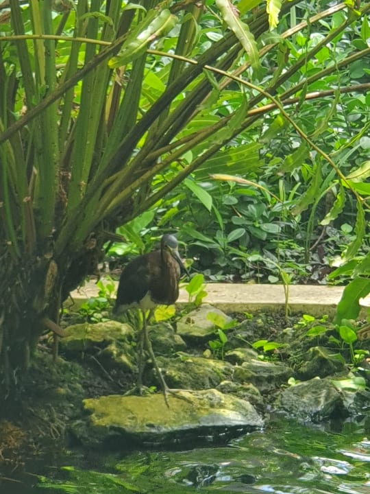 Sonstiges Grand Palladium Select Bávaro Resort & Spa