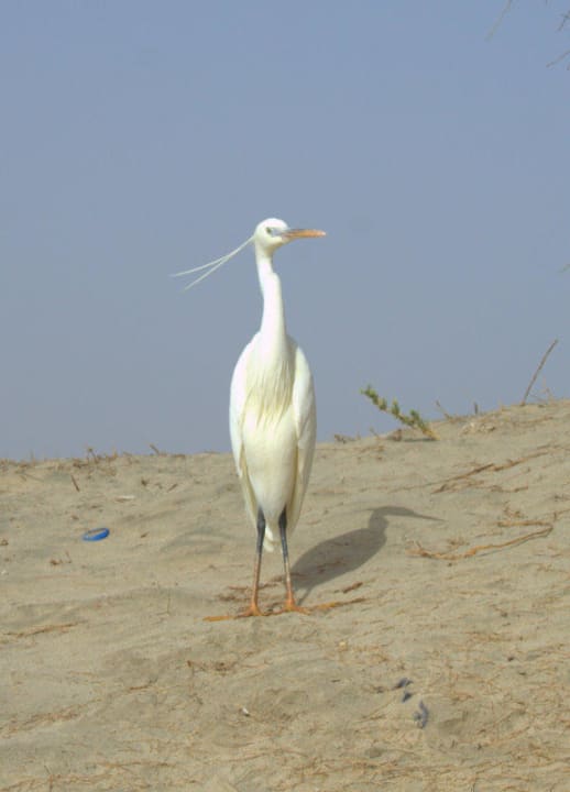 Живность Shams Alam Beach Resort