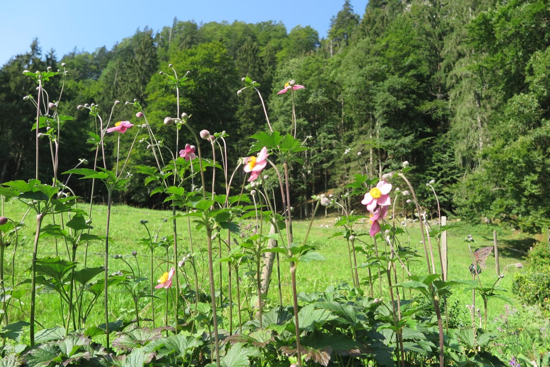 Gartenanlage Haus Waldwinkel Ferienwohnungen