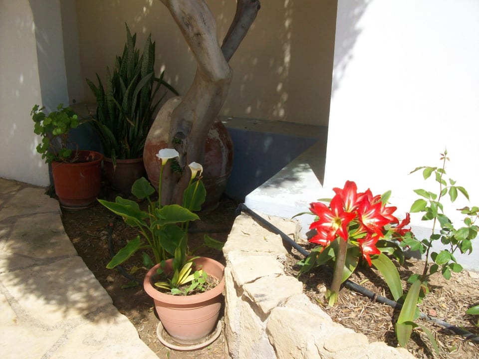 Gartenanlage Akti Beach Village Resort