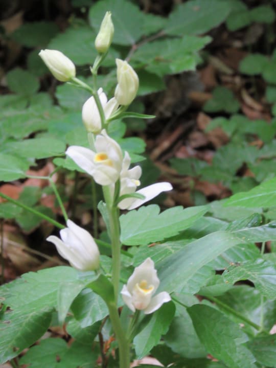 Sonstiges Hotel Haus Orchideental