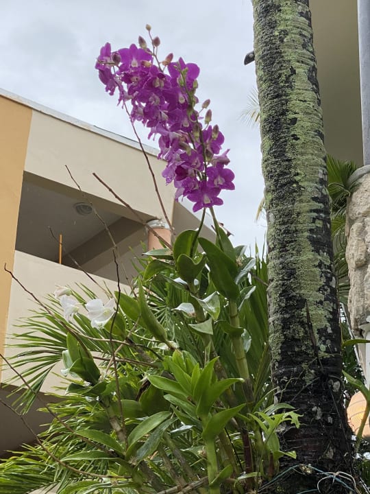 Gartenanlage Hotel Viva Dominicus Beach by Wyndham - All Inclusive Resort