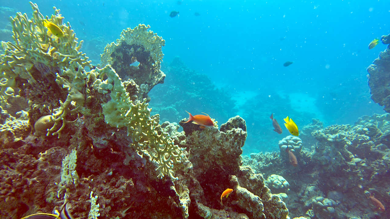 Strand JAZ Elite Amara