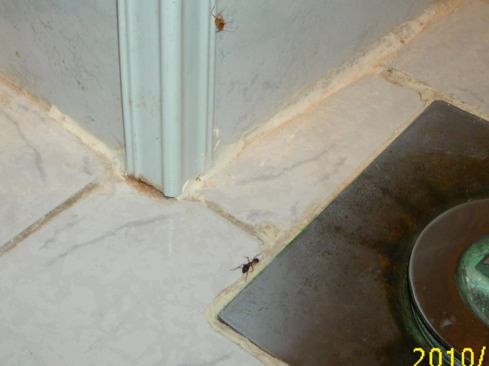 Eine von unseren Mitbewohnern Menaville Safaga