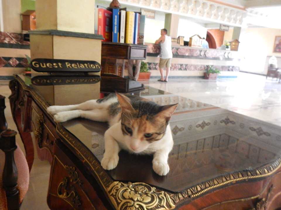 Captain Bell Pickalbatros Alf Leila Wa Leila Resort - Neverland Hurghada
