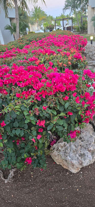 Gartenanlage Paradisus Princesa del Mar Resort & Spa - Adults only