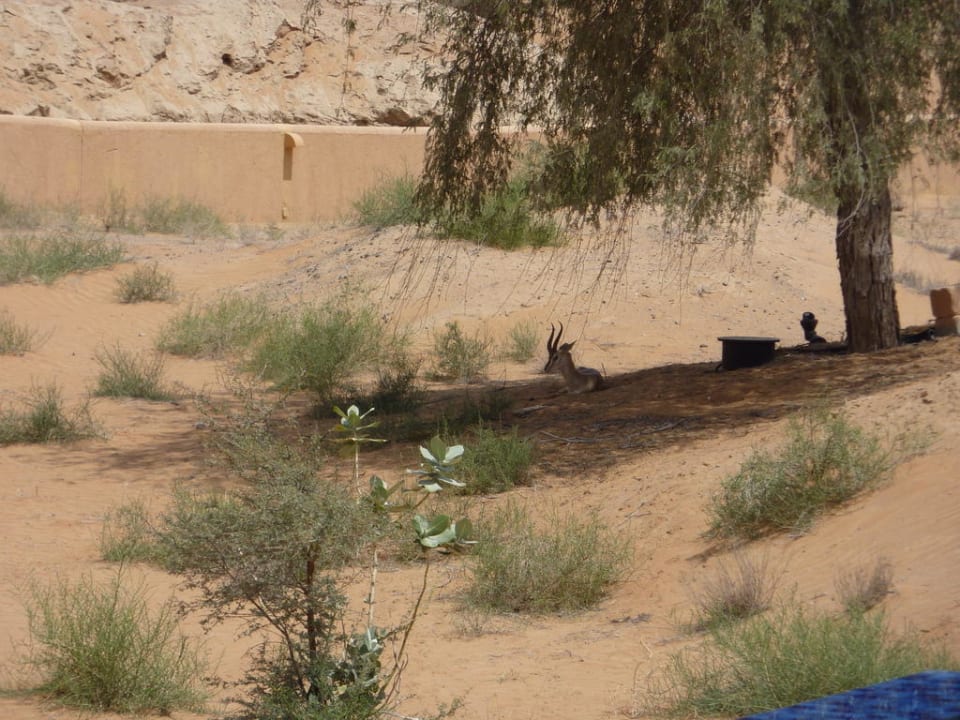 Besuch an der Villa The Ritz-Carlton Ras Al Khaimah, Al Wadi Desert