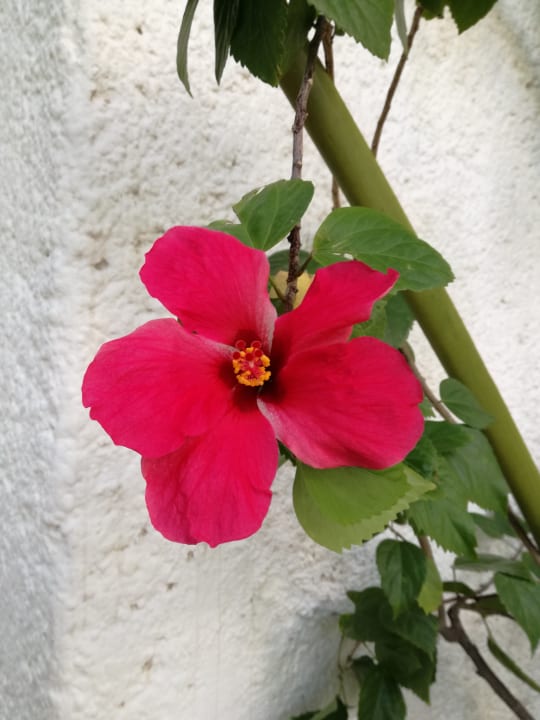 Gartenanlage Sotavento Hotel & Yacht Club