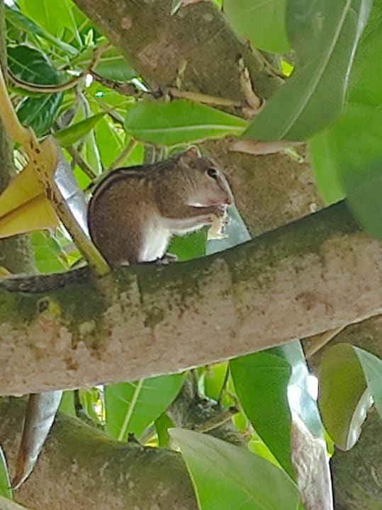 Strand Pandanus Beach Resort & Spa