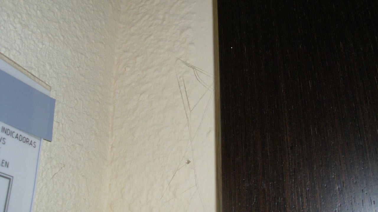 Spinnweben  BLUESEA Gran Cervantes