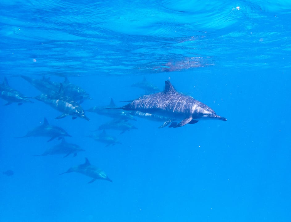 Sport & Freizeit Steigenberger Coraya Beach - Adults only