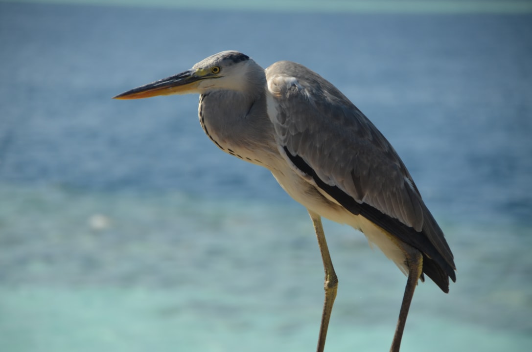 Sonstiges Vilamendhoo Island Resort & Spa