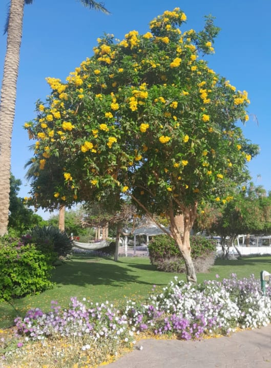 Gartenanlage Desert Rose