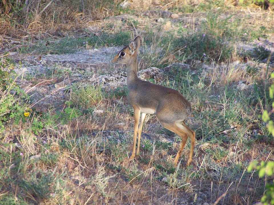 Dik Dik in der Nähe vom Camp Galdessa Camp