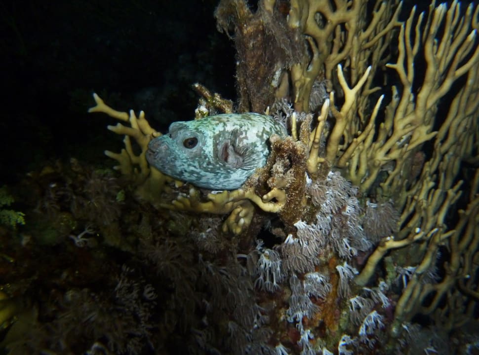 Nachts ist es top Hotel Coral Garden