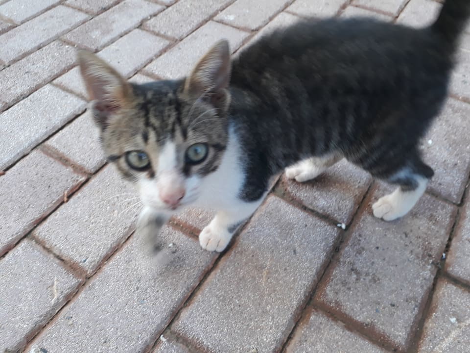 Sonstiges allsun Hotel Carolina Mare