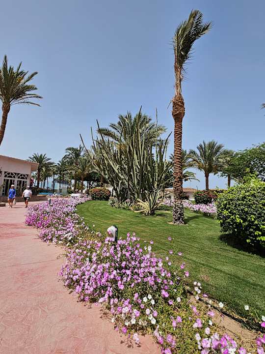 Gartenanlage Desert Rose