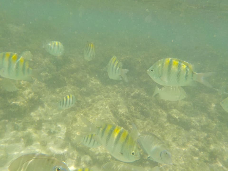 Strand Hotel Viva Dominicus Beach by Wyndham - All Inclusive Resort