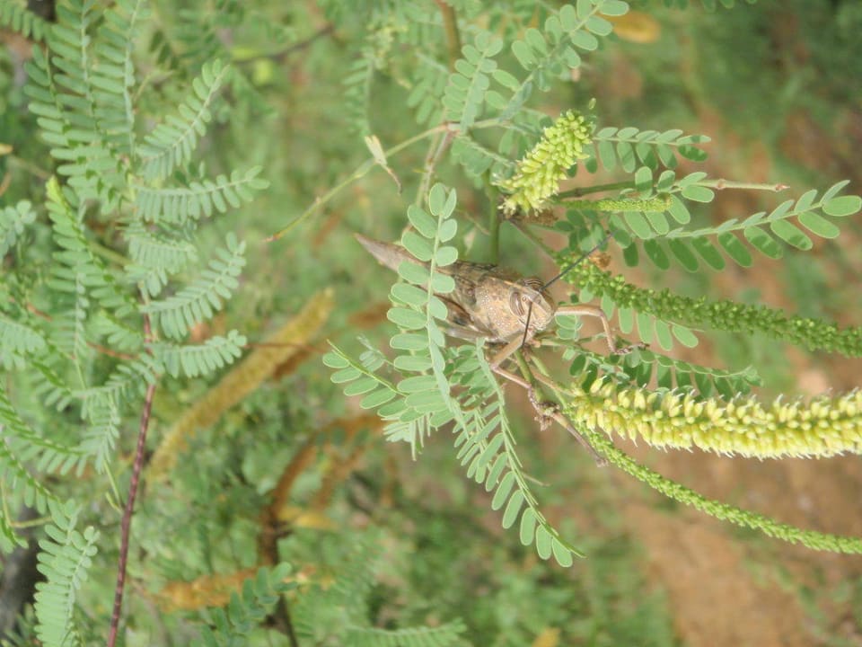 Riesen Heuschrecke! Hotel Riu Karamboa