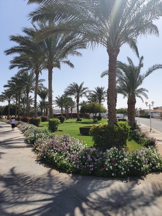 Gartenanlage Desert Rose