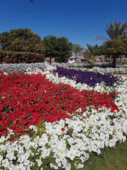 Gartenanlage Desert Rose