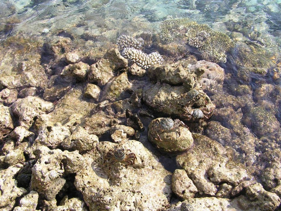 Riesenkrebse am Steg Summer Island Maldives