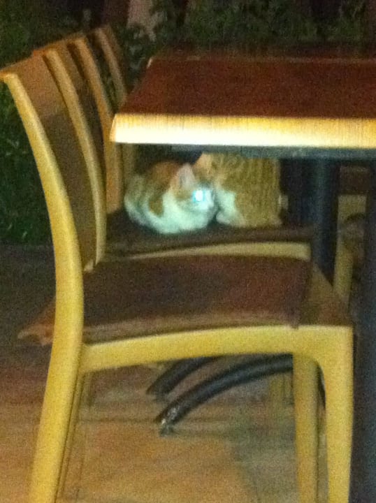 Katzen im Restaurantbereich Trendy Palm Beach (Adults Only, 16+)