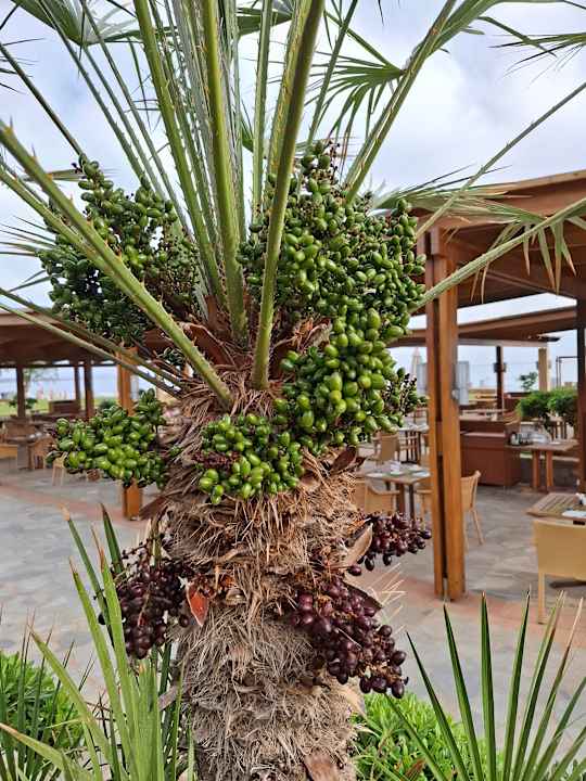 Gastro Kernos Beach Hotel & Bungalows