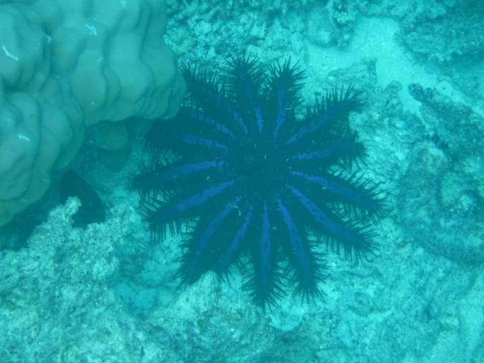 Sport & Freizeit NH Collection Maldives Havodda Resort