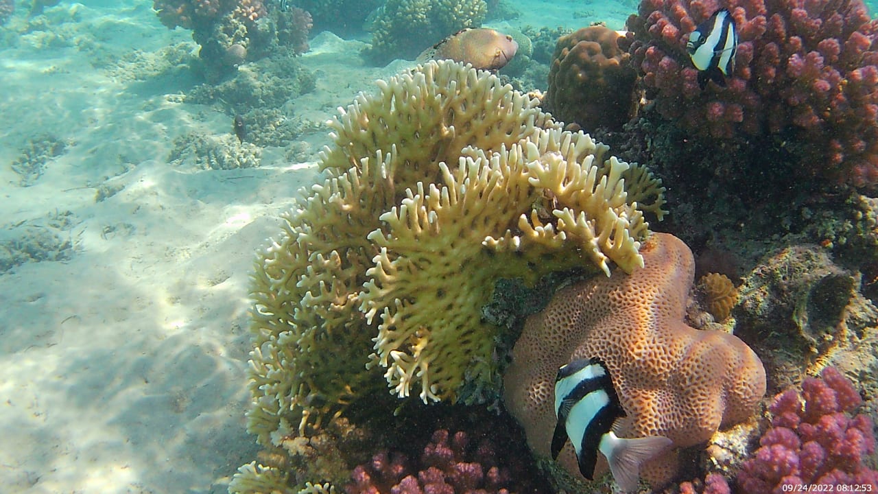 Strand Shams Prestige Abu Soma-Adults Only