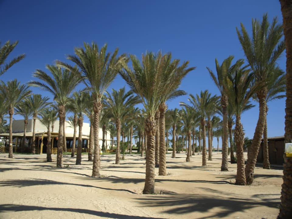 Strand Palm Royale Resort - Soma Bay