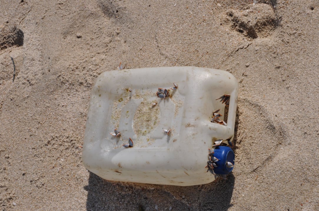 Müll vom Meer angeschwemmt Banana Fan Sea Resort