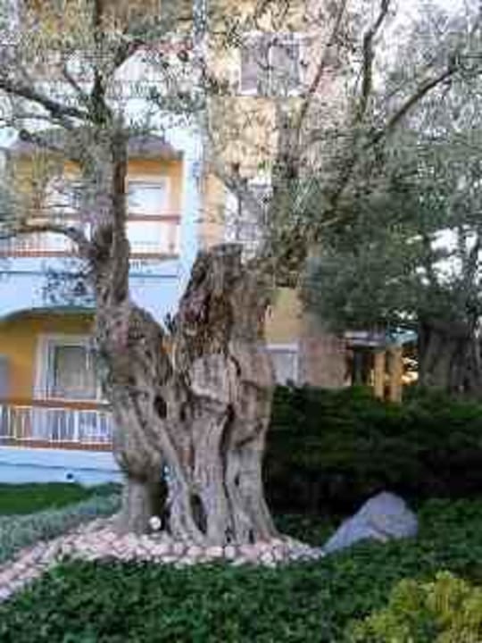 Hotelansicht Straßenseite Alcudia Garden Aparthotel