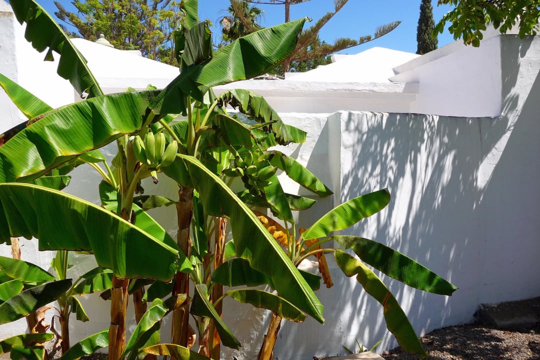 Alles Banane? Bungalows Cordial Sandy Golf