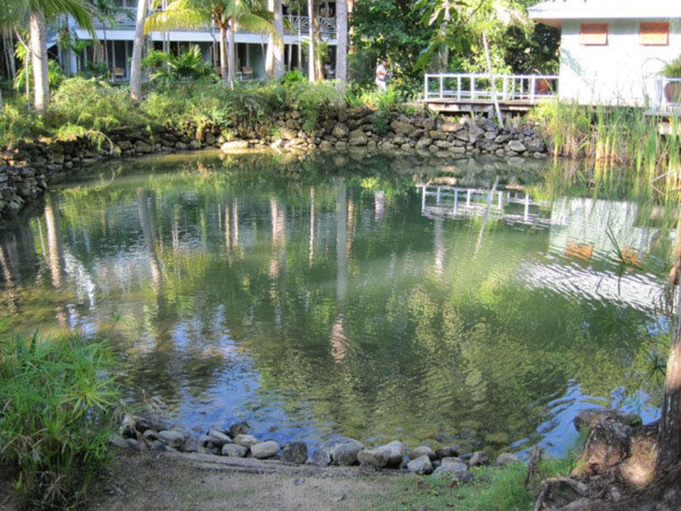 Herrlich angelegter Garten mit Teich Couples Negril - Adults only