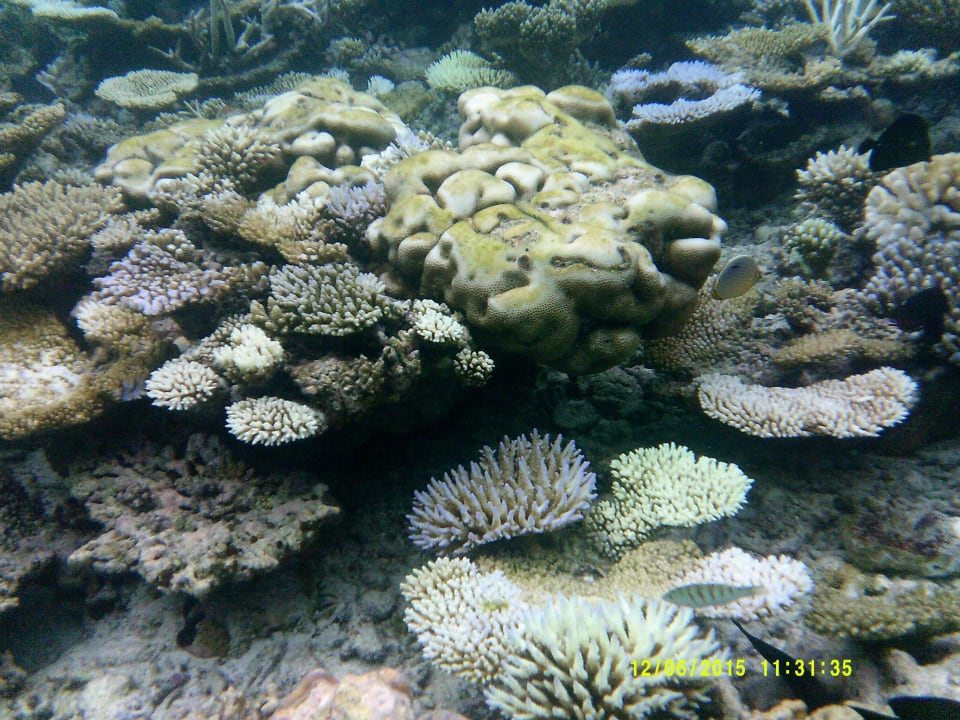 Coral Garden Embudu Embudu Village