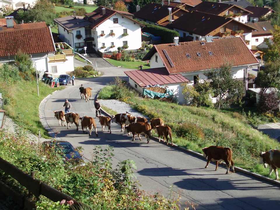 Almabtrieb vor der Villa Montara Montara Suites Bodenmais