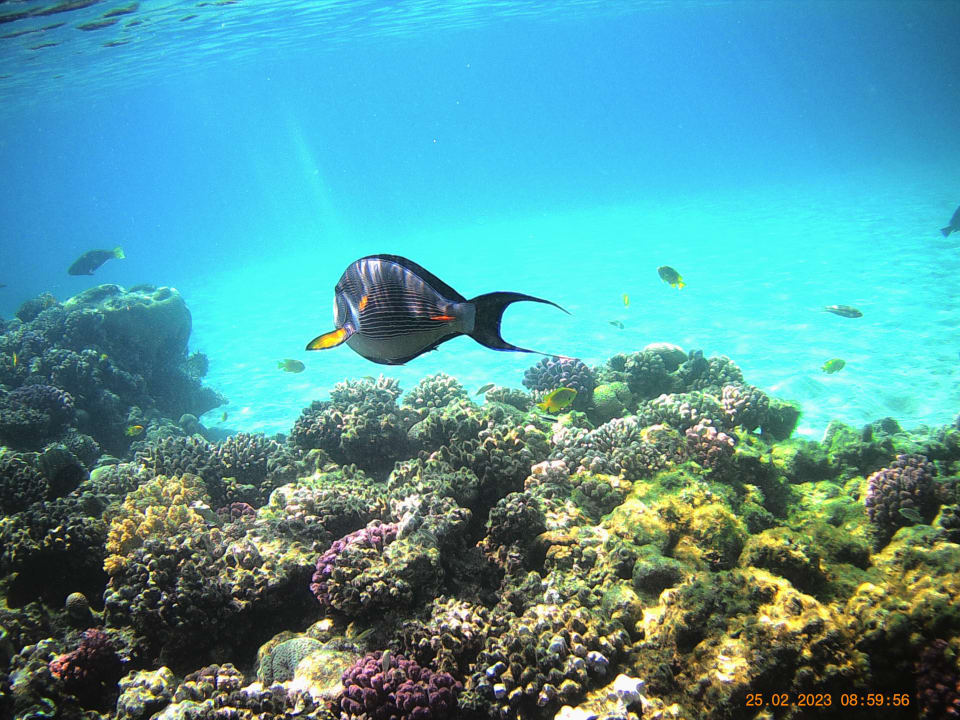 Strand SUNRISE Royal Makadi Resort