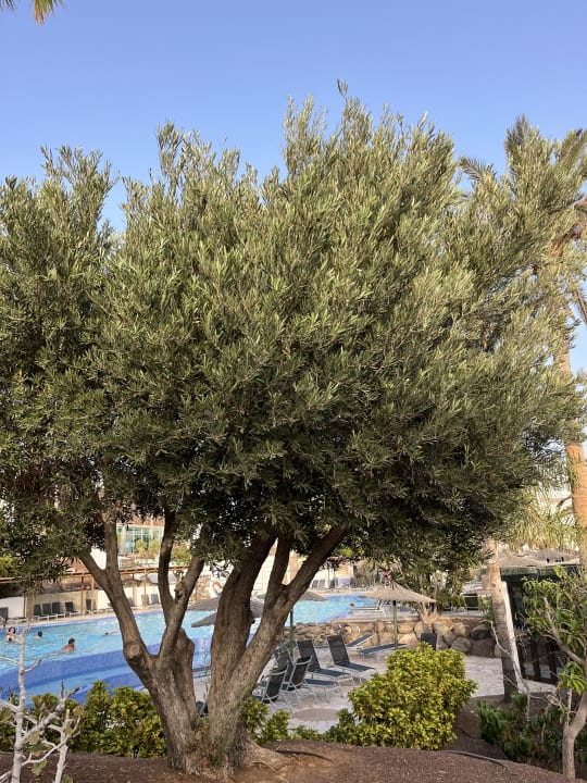 Pool allsun App.-Hotel Esquinzo Beach