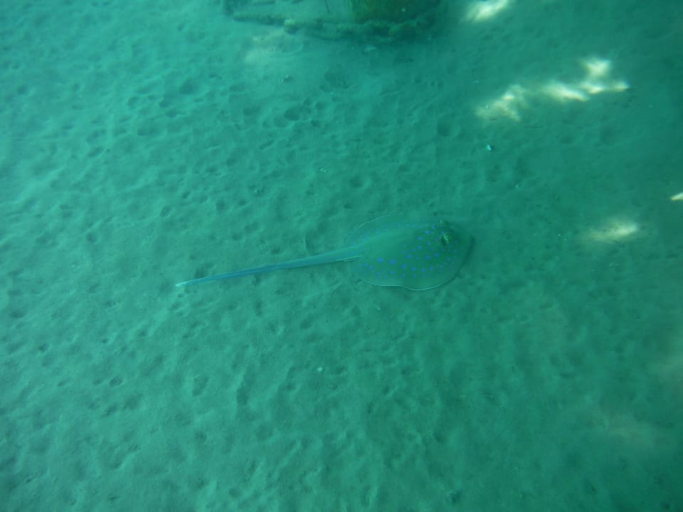 Blaupunktrochen Cleopatra Luxury Resort Makadi Bay